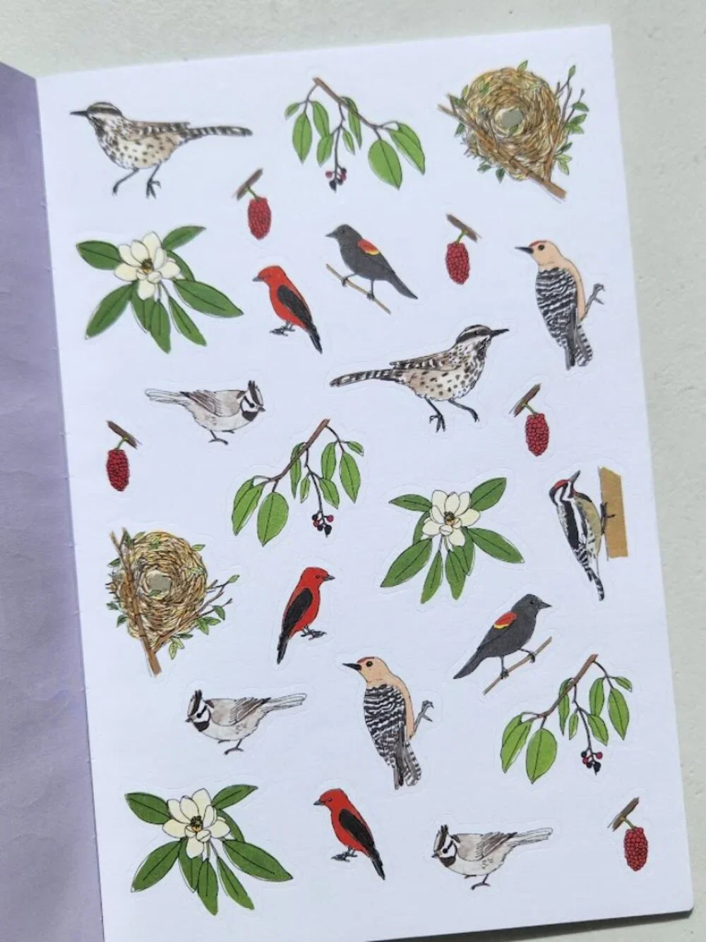 Nature Anatomy Sticker Book Julia Rothman 750 Stickers birds, feathers, wildflow